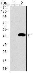 MyBioSource MBS476572 image 2