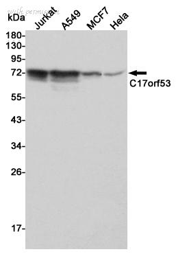 MyBioSource MBS476655 image 1