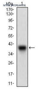 MyBioSource MBS476816 image 1