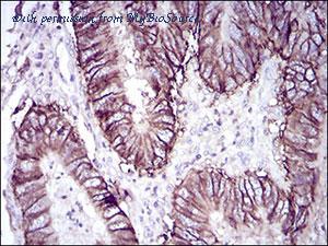 MyBioSource MBS476816 image 3