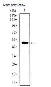 MyBioSource MBS476938 image 1