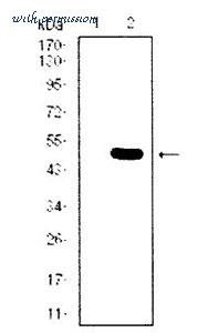 MyBioSource MBS476938 image 2