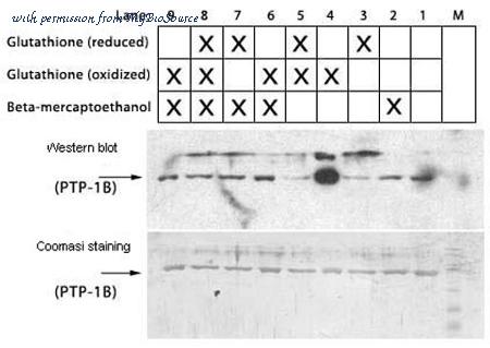 MyBioSource MBS485062 image 1