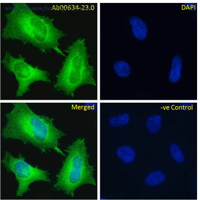 MyBioSource MBS488254 image 1