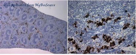 MyBioSource MBS520386 image 2