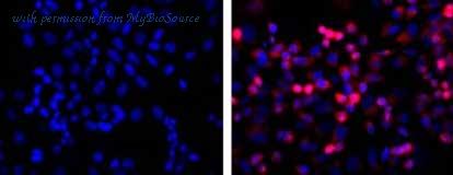 MyBioSource MBS525001 image 1