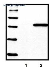 MyBioSource MBS525001 image 3