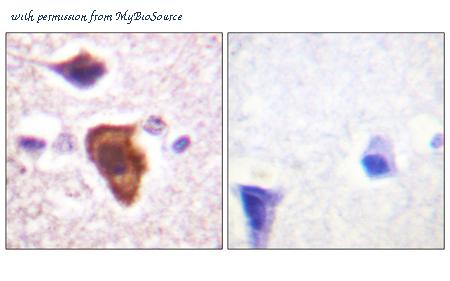 MyBioSource MBS5301414 image 1