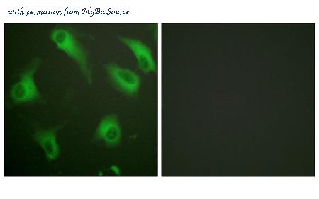 MyBioSource MBS5301414 image 2