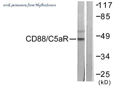 MyBioSource MBS5301414 image 3