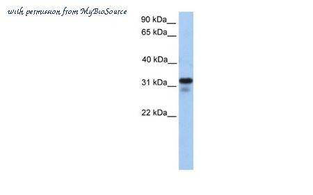 MyBioSource MBS5301806 image 1