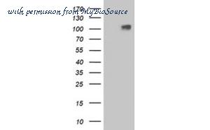 MyBioSource MBS5306632 image 1