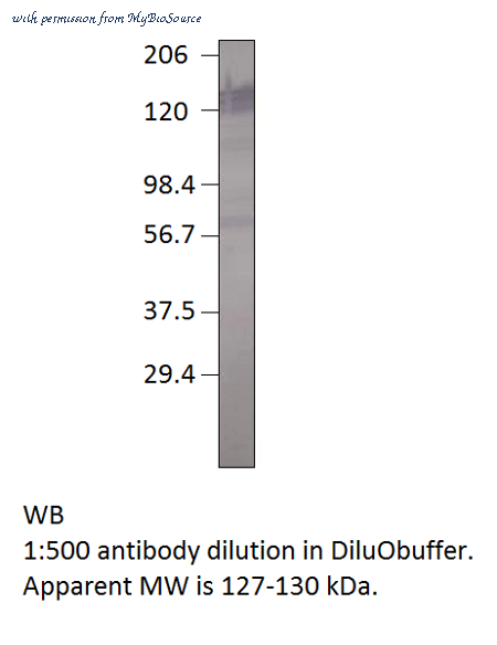MyBioSource MBS540091 image 1