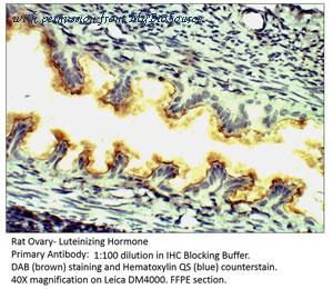 MyBioSource MBS540302 image 1