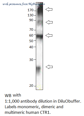 MyBioSource MBS540326 image 2
