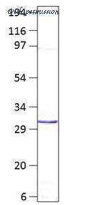 MyBioSource MBS540353 image 1