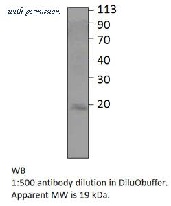 MyBioSource MBS540526 image 1