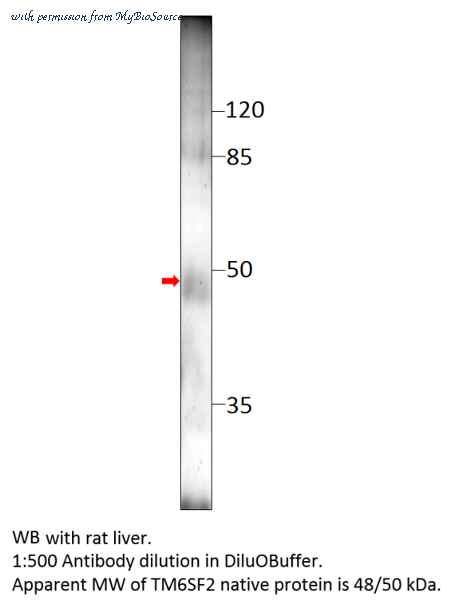 MyBioSource MBS540831 image 1