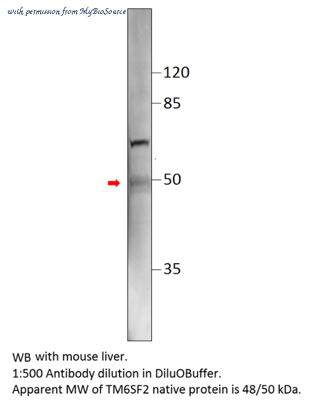 MyBioSource MBS540831 image 2