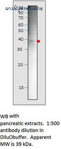 MyBioSource MBS541594 image 1