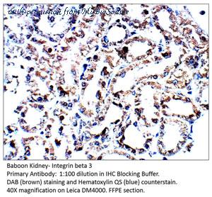 MyBioSource MBS541911 image 1