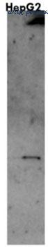 MyBioSource MBS542112 image 1