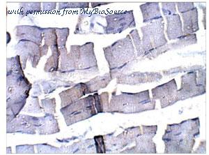 MyBioSource MBS542112 image 2
