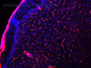 MyBioSource MBS555738 image 1