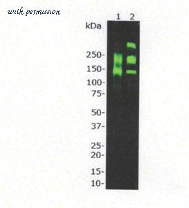 MyBioSource MBS555738 image 2
