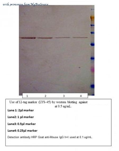 MyBioSource MBS560878 image 2
