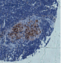 MyBioSource MBS565155 image 1