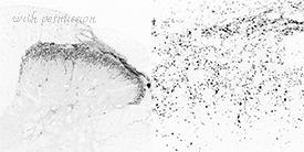 MyBioSource MBS565286 image 1