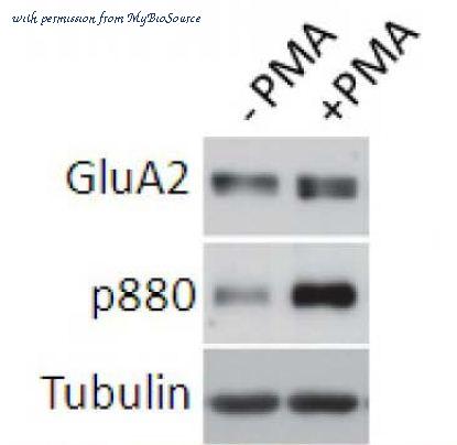 MyBioSource MBS588316 image 1