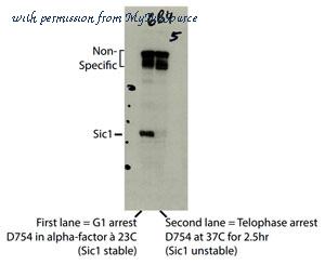 MyBioSource MBS588350 image 1