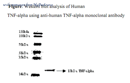 MyBioSource MBS592106 image 1