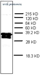 MyBioSource MBS592339 image 1