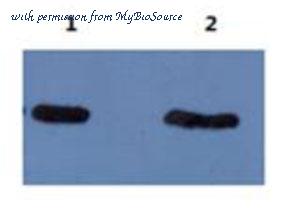 MyBioSource MBS592395 image 1