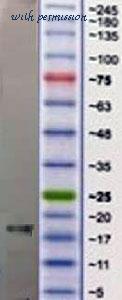 MyBioSource MBS592447 image 1