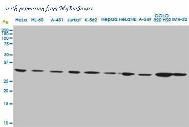 MyBioSource MBS6000163 image 3