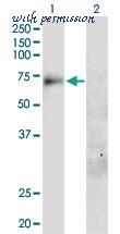 MyBioSource MBS6001798 image 1