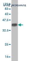 MyBioSource MBS6002137 image 1