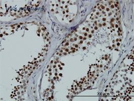MyBioSource MBS6002137 image 3