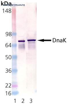 MyBioSource MBS600301 image 1