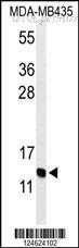 MyBioSource MBS6004097 image 1