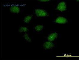 MyBioSource MBS6004509 image 3