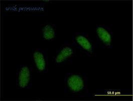 MyBioSource MBS6004530 image 2