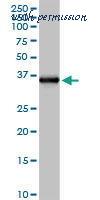 MyBioSource MBS6005306 image 1