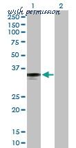 MyBioSource MBS6005306 image 2