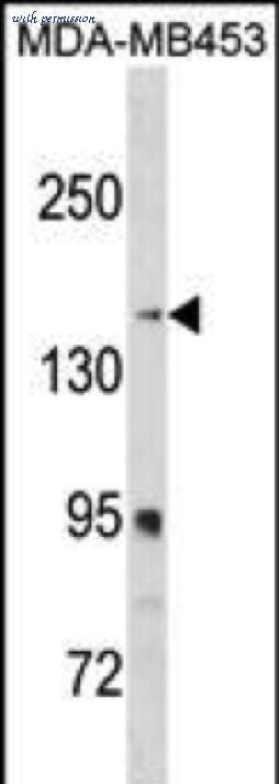 MyBioSource MBS6005375 image 1