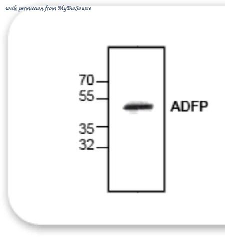 MyBioSource MBS6005517 image 1